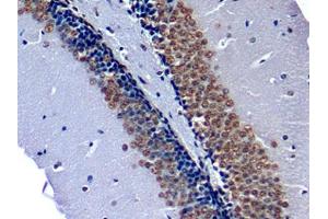DAB staining on IHC-P; Samples: Mouse Cerebrum Tissue