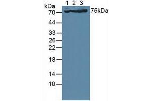 Figure. (Glutamate Receptor 3 anticorps  (AA 649-823))