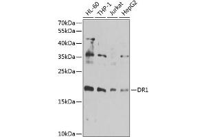 Western blot analysis of extracts of various cell lines, using DR1 antibody  at 1:1000 dilution.