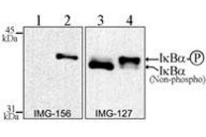 IkB alpha Western Blot.
