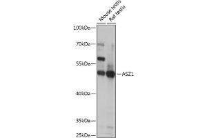 Western blot analysis of extracts of various cell lines, using  antibody  at 1:1000 dilution. (ASZ1 anticorps  (AA 1-350))