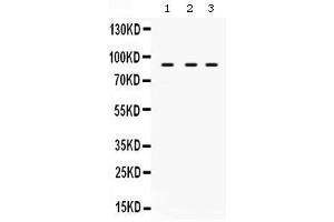 Western blot analysis of AFG3L2 expression in rat brain extract ( Lane 1), mouse spleen extract ( Lane 2) and U87 whole cell lysates ( Lane 3).