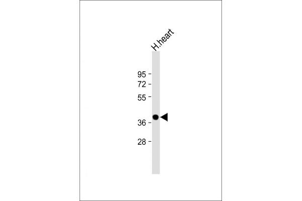 NMNAT1 antibody  (AA 200-232)