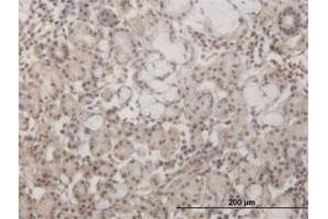 Immunoperoxidase of monoclonal antibody to GSC on formalin-fixed paraffin-embedded human salivary gland.