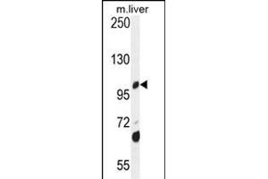 DHTKD1 Antibody (Center) (ABIN654672 and ABIN2844367) western blot analysis in mouse liver tissue lysates (35 μg/lane). (DHTKD1 anticorps  (AA 392-421))