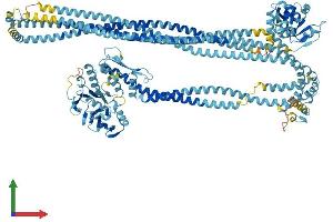 AlphaFold protein structure predicition of Mouse Recombinant Smc1a Protein, UniprotID Q9CU62