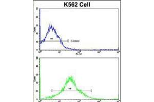 Flow cytometric analysis of K562 cells using MMP19 Antibody (bottom histogram) compared to a negative control cell (top histogram). (MMP19 anticorps  (C-Term))