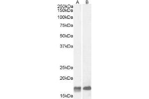 ABIN571062 (2µg/ml) staining of Mouse (A) and Rat (B) Brain lysate (35µg protein in RIPA buffer). (GAL anticorps  (Internal Region))