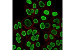 Immunofluorescent staining of paraformaldehyde-fixed HeLa cells using Histone H1 Mouse Recombinant Monoclonal Antibody (r1415-1) followed by goat anti-Mouse IgG-CF488 (Green).