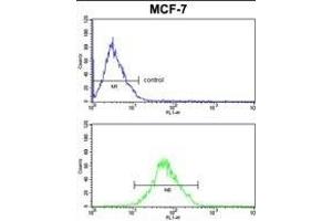 ARPC1B Antibody (Center) (ABIN652700 and ABIN2842466) FC analysis of MCF-7 cells (bottom histogram) compared to a negative control cell (top histogram).