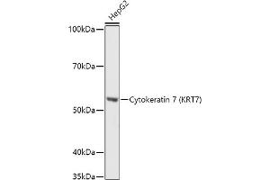 Western blot analysis of extracts of HepG2 cells, using Cytokeratin 7 (KRT7) antibody (ABIN6129292, ABIN6143037, ABIN6143039 and ABIN6215559) at 1:1000 dilution. (Cytokeratin 7 anticorps  (AA 1-94))