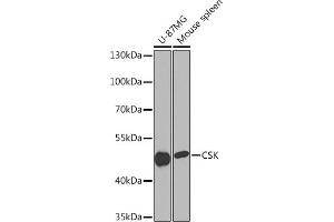 Western blot analysis of extracts of various cell lines, using CSK Rabbit pAb (ABIN7265975) at 1:1000 dilution.