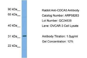 WB Suggested Anti-CDCA5  Antibody Titration: 0. (CDCA5 anticorps  (Middle Region))