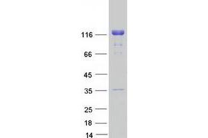 LIG1 Protein (Myc-DYKDDDDK Tag)