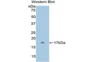 Western Blotting (WB) image for anti-Urocortin 3 (UCN3) (AA 22-161) antibody (ABIN1860902) (UCN3 anticorps  (AA 22-161))
