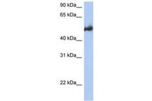 Image no. 1 for anti-BCL2-Associated Athanogene 3 (BAG3) (AA 215-264) antibody (ABIN6743472) (BAG3 anticorps  (AA 215-264))