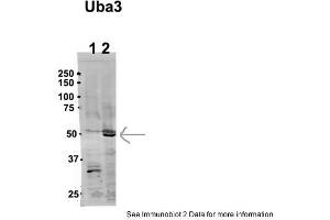 Sample Type: 1. (UBA3 anticorps  (N-Term))