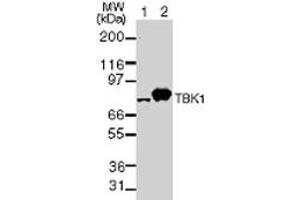 TBK1 NAK Western Blot. (TBK1 anticorps)