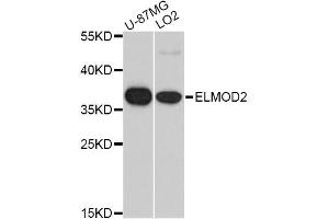 Western blot analysis of extracts of various cell lines, using ELMOD2 antibody (ABIN5975660) at 1/1000 dilution. (ELMOD2 anticorps)