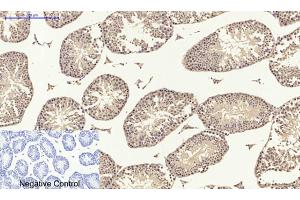Immunohistochemical analysis of paraffin-embedded Mouse testis tissue. (SMAD2 anticorps)