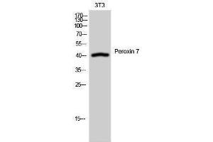 Western Blotting (WB) image for anti-Peroxisomal Biogenesis Factor 7 (PEX7) (Internal Region) antibody (ABIN3186407)