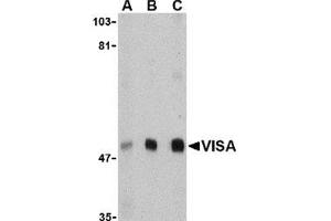 Western blot analysis of VISA in A20 cell lysate with this product at (A) 0. (MAVS anticorps  (N-Term))