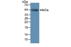Detection of MMP3 in Mouse Muscle Tissue using Polyclonal Antibody to Matrix Metalloproteinase 3 (MMP3) (MMP3 anticorps  (AA 100-477))