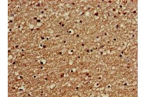 Immunohistochemistry of paraffin-embedded human brain tissue using ABIN7154324 at dilution of 1:100 (Golgin A3 anticorps  (AA 217-405))