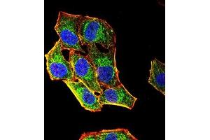 Immunofluorescence analysis of Hela cells using CD85G mouse mAb (green).