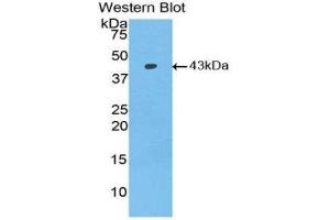 Western Blotting (WB) image for anti-Bone Morphogenetic Protein 2 (BMP2) (AA 283-396) antibody (ABIN1858151) (BMP2 anticorps  (AA 283-396))