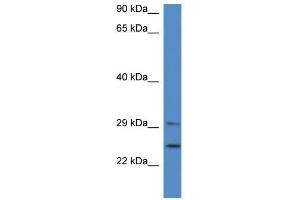 Western Blot showing YWHAB antibody used at a concentration of 1. (YWHAB anticorps  (Middle Region))