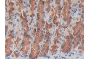 Used in DAB staining on fromalin fixed paraffin- embedded spleen tissue (GDF3 anticorps  (AA 253-366))