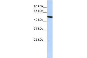 WB Suggested Anti-VTN Antibody Titration: 0. (Vitronectin anticorps  (N-Term))