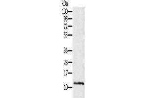 Gel: 12 % SDS-PAGE, Lysate: 40 μg, Lane: Mouse skin tissue, Primary antibody: ABIN7193125(Ly6a Antibody) at dilution 1/200, Secondary antibody: Goat anti rabbit IgG at 1/8000 dilution, Exposure time: 2 minutes (Sca-1/Ly-6A/E anticorps)