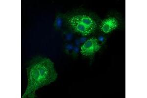 Anti-EFNA2 mouse monoclonal antibody (ABIN2452977) immunofluorescent staining of COS7 cells transiently transfected by pCMV6-ENTRY EFNA2 (RC213728).