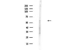 anti-Early B-Cell Factor 2 (EBF2) (C-Term) antibody
