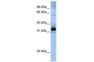 WB Suggested Anti-SFRS2B Antibody Titration:  0. (SFRS2B anticorps  (Middle Region))