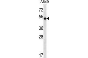 Western blot analysis in A549 cell line lysates (35ug/lane) using NFIC  Antibody . (NFIC anticorps  (Middle Region))