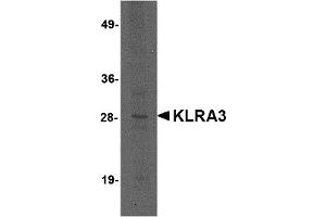 Western Blotting (WB) image for anti-Killer Cell Lectin-Like Receptor, Subfamily A, Member 3 (Klra3) (C-Term) antibody (ABIN1030473) (Klra3 anticorps  (C-Term))