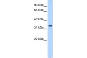 Western Blotting (WB) image for anti-Neutrophil Cytosolic Factor 4, 40kDa (NCF4) antibody (ABIN2462915) (NCF4 anticorps)