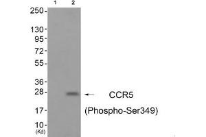 Western blot analysis of extracts from A549 cells (Lane 2), using CCR5 (Phospho-Ser349) Antibody. (CCR5 anticorps  (pSer349))