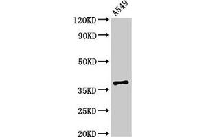 Western Blot Positive WB detected in: A549 whole cell lysate All lanes: PAQR5 antibody at 2. (PAQR5 anticorps  (AA 1-51))