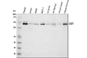 anti-Ubiquitin Specific Peptidase 7 (Herpes Virus-Associated) (USP7) (AA 258-483) antibody