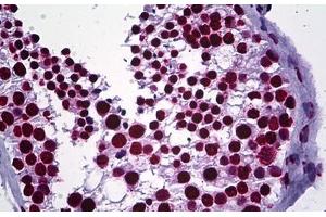 anti-SR Proteins antibody