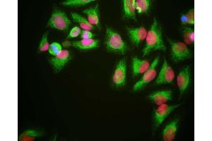 HeLa cells grown in tissue culture and stained with ABIN1580427 (red), chicken polyclonal antibody to Vimentin CPCA-VIM (green) and DNA (blue). (HMGB1 anticorps)