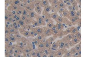 IHC-P analysis of Mouse Liver Tissue, with DAB staining. (Caspase 12 anticorps  (AA 1-413))