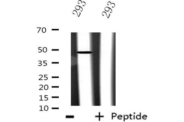 CSTF1 antibody  (N-Term)