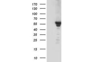 Western Blotting (WB) image for anti-Potassium Inwardly-Rectifying Channel, Subfamily J, Member 3 (KCNJ3) (AA 279-501) antibody (ABIN1491310)