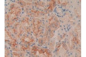 Detection of CD90 in Human Kidney Tissue using Polyclonal Antibody to Cluster of Differentiation 90 (CD90)