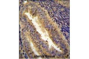 JUN Antibody (C-term) I immunohistochemistry analysis in formalin fixed and paraffin embedded human uterus tissue followed by peroxidase conjugation of the secondary antibody and DAB staining.